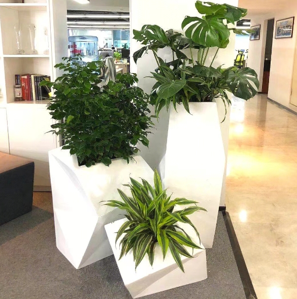 上海绿植租赁
