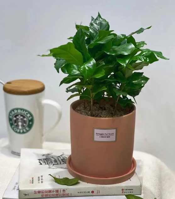上海绿植租赁