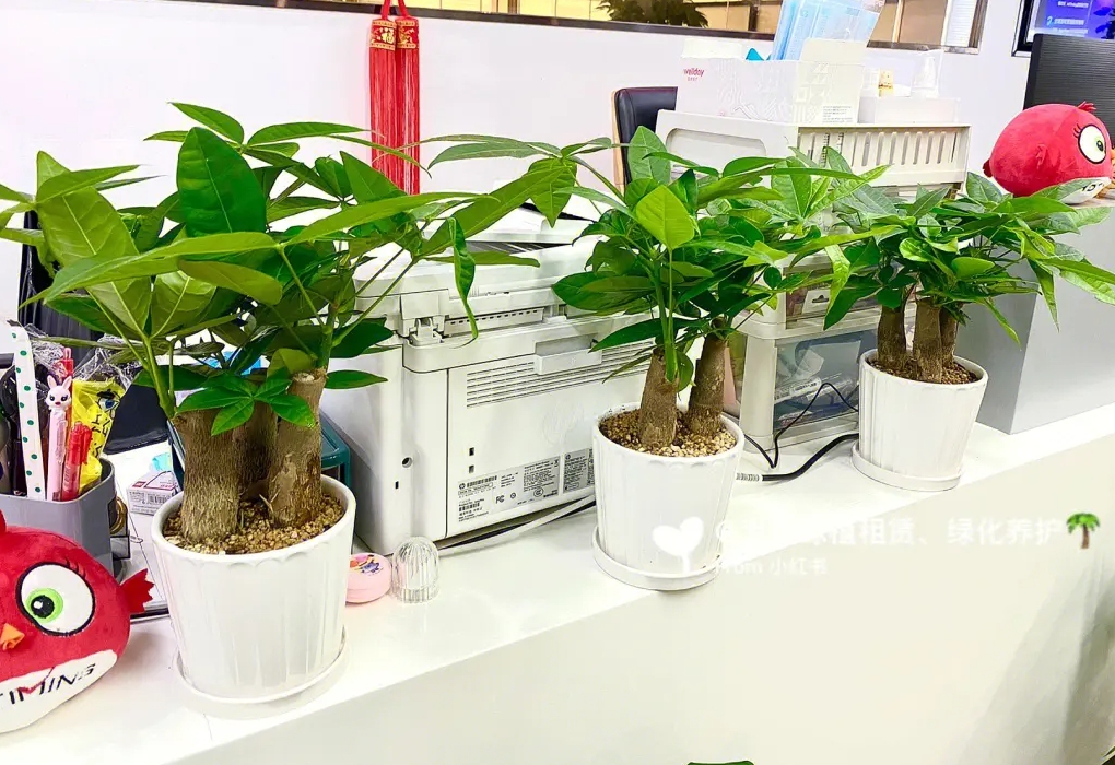 上海绿植租赁