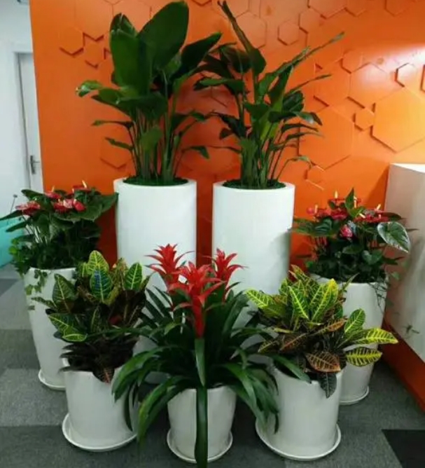 上海绿植同城租赁