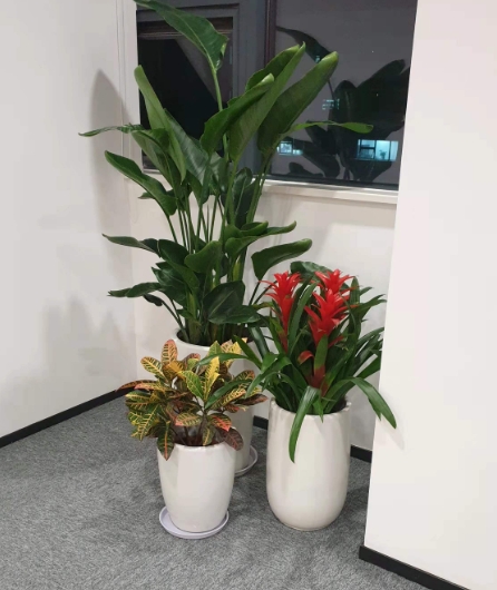 上海绿植同城租赁