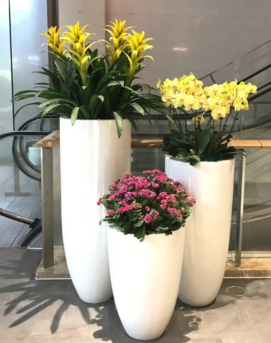 上海绿植同城租赁