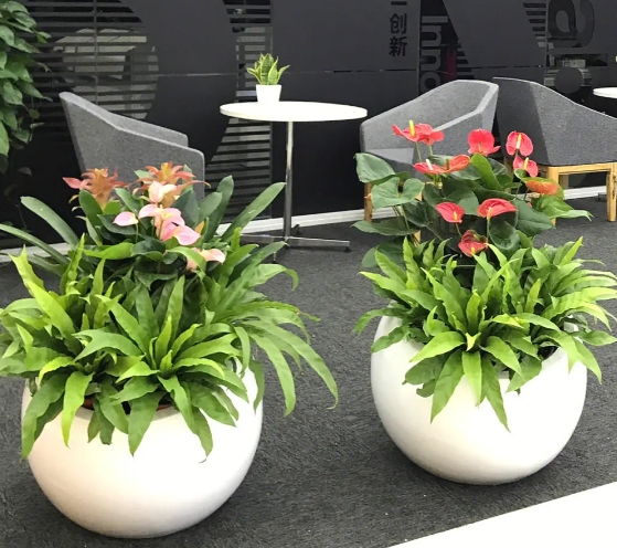 上海绿植出租