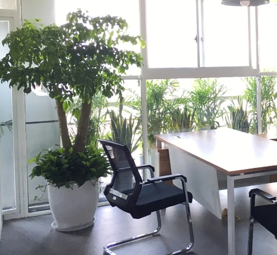 上海绿植出租