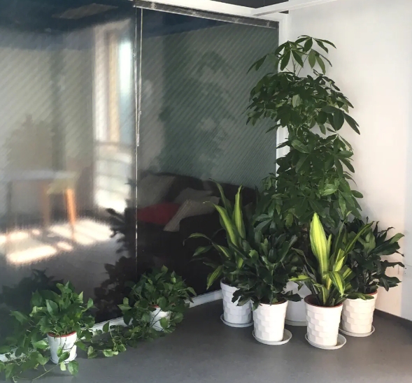 上海绿植出租