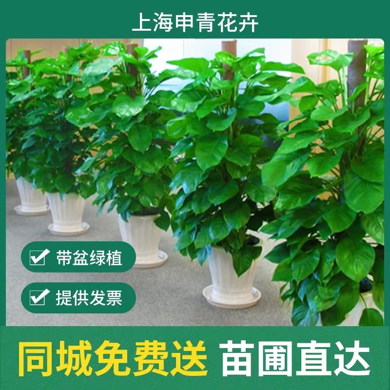 绿植租赁哪家好